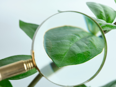 WO-thema: groene vingers - navorming op vraag