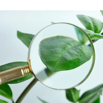 WO-thema: groene vingers - 2de graad